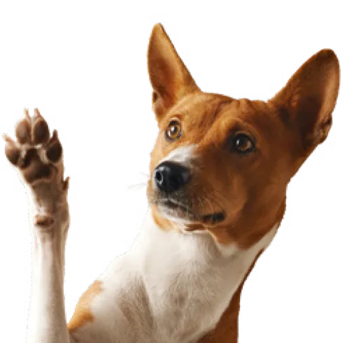 Honden
