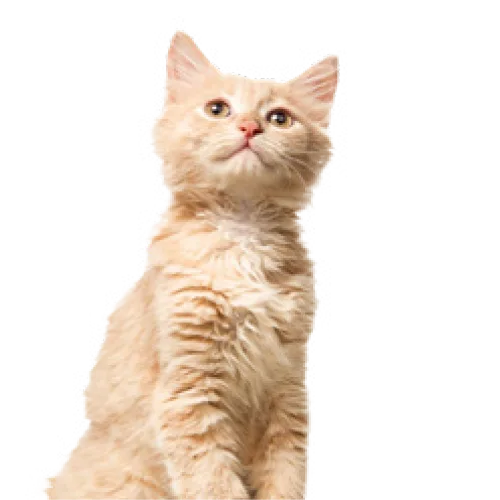 Katten