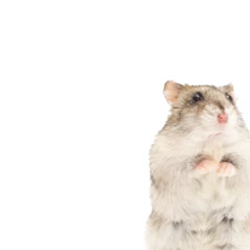 Knaagdieren