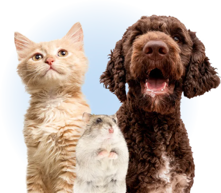 Persoonlijke zorg dierenkliniek
